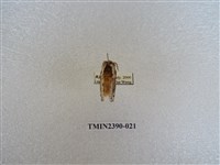 藏品(銀肩枯葉蛾)的圖片